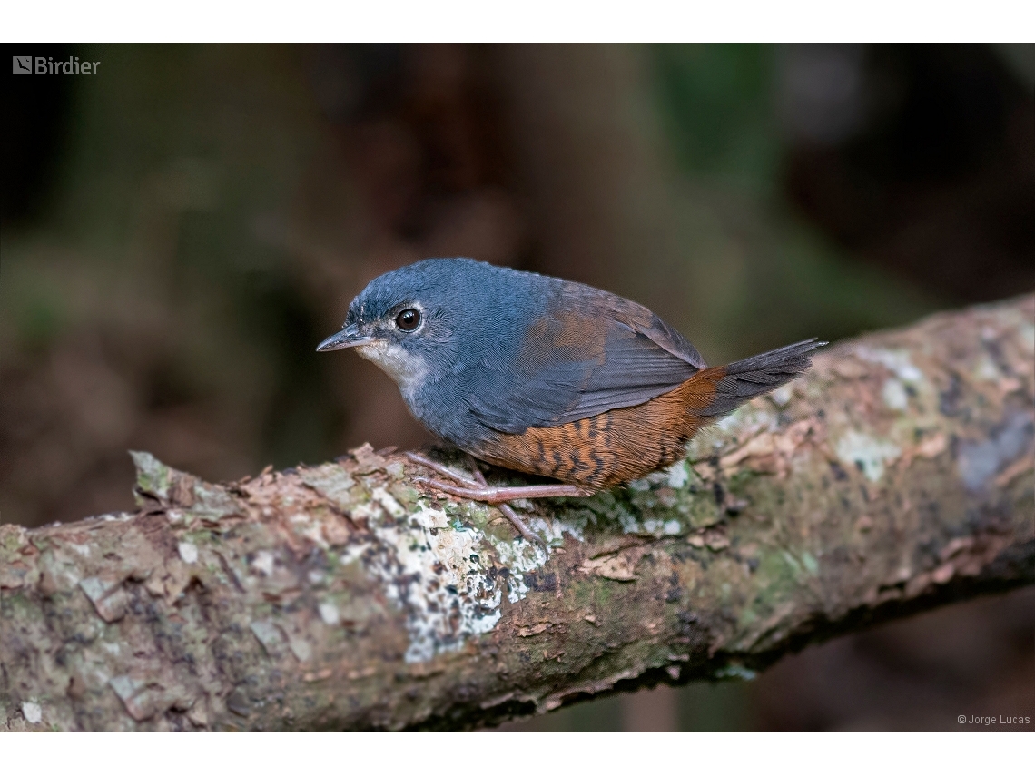 Eleoscytalopus indigoticus