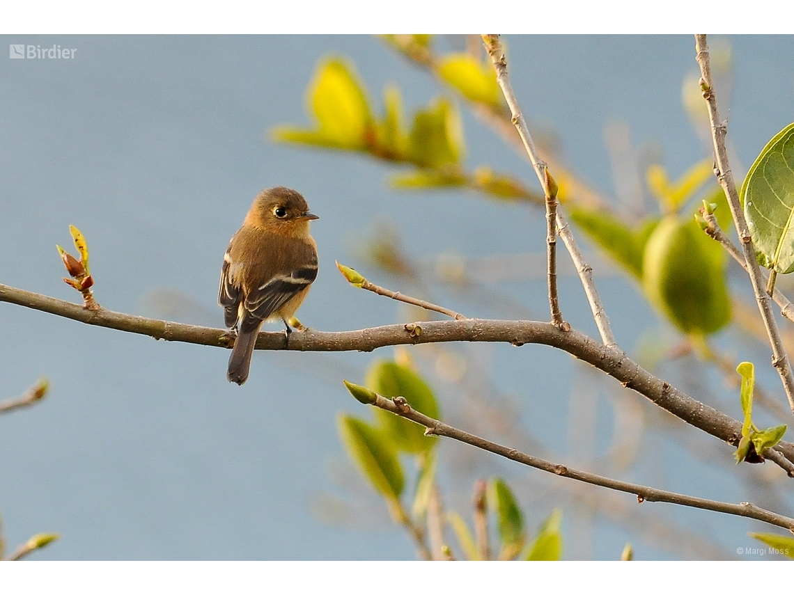 Empidonax fulvifrons