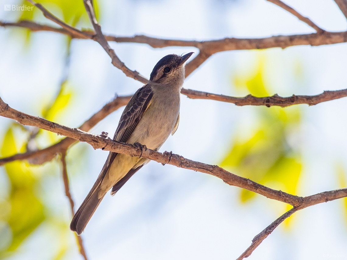 Empidonomus aurantioatrocristatus