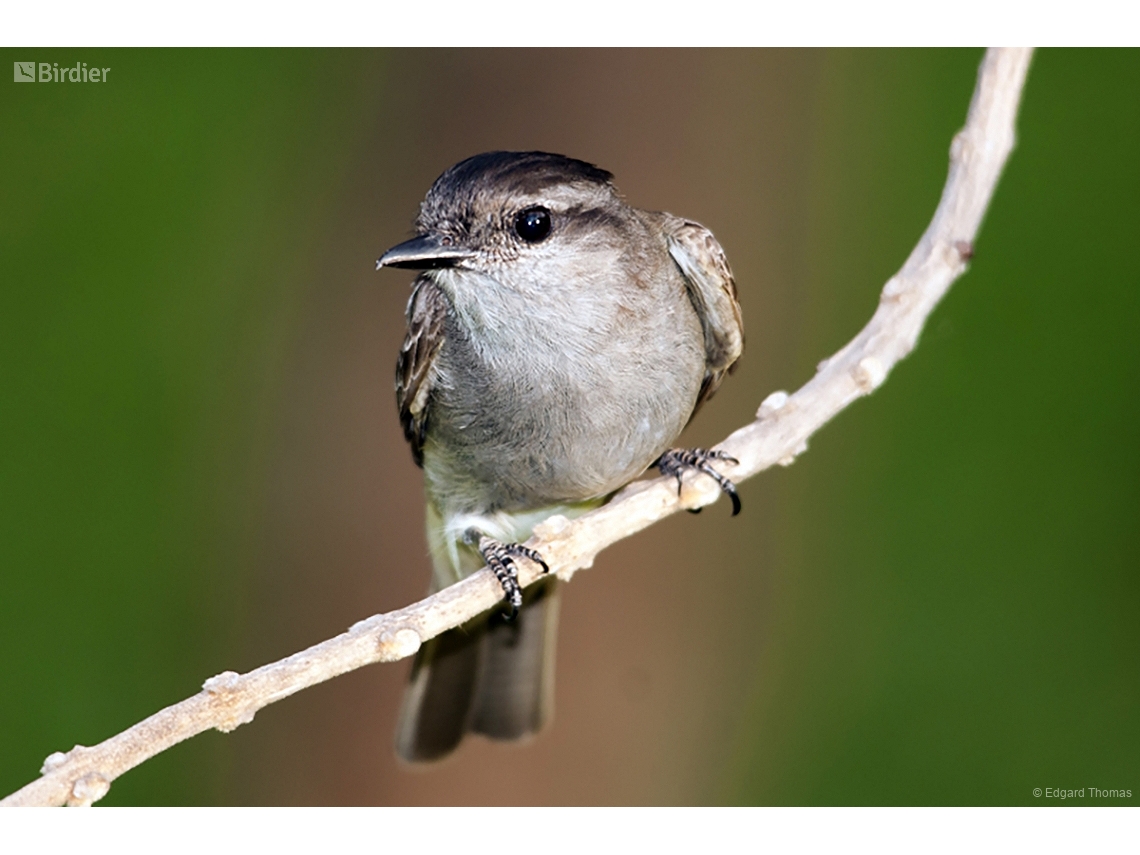 Empidonomus aurantioatrocristatus