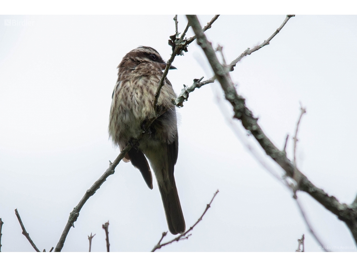 Empidonomus varius