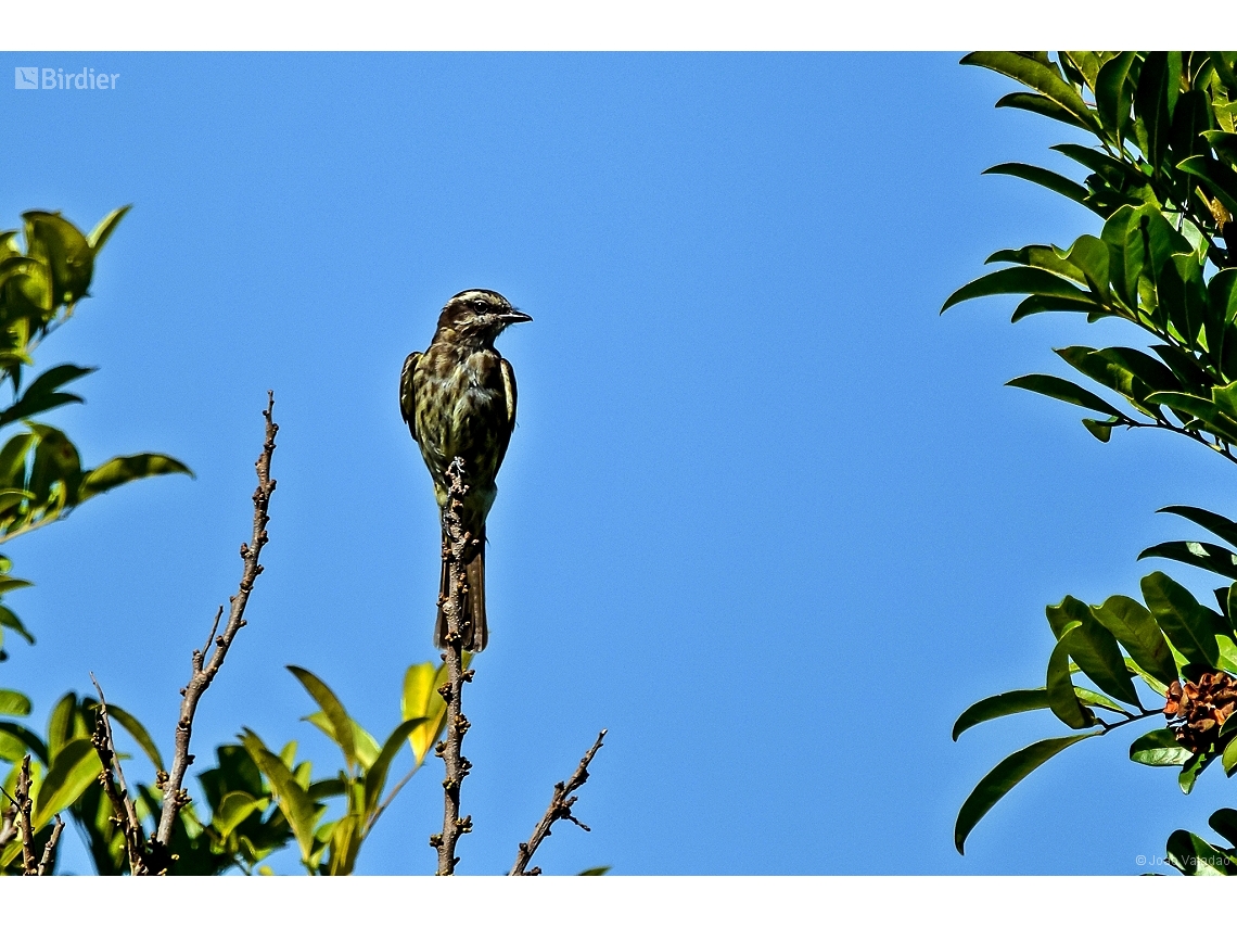 Empidonomus varius