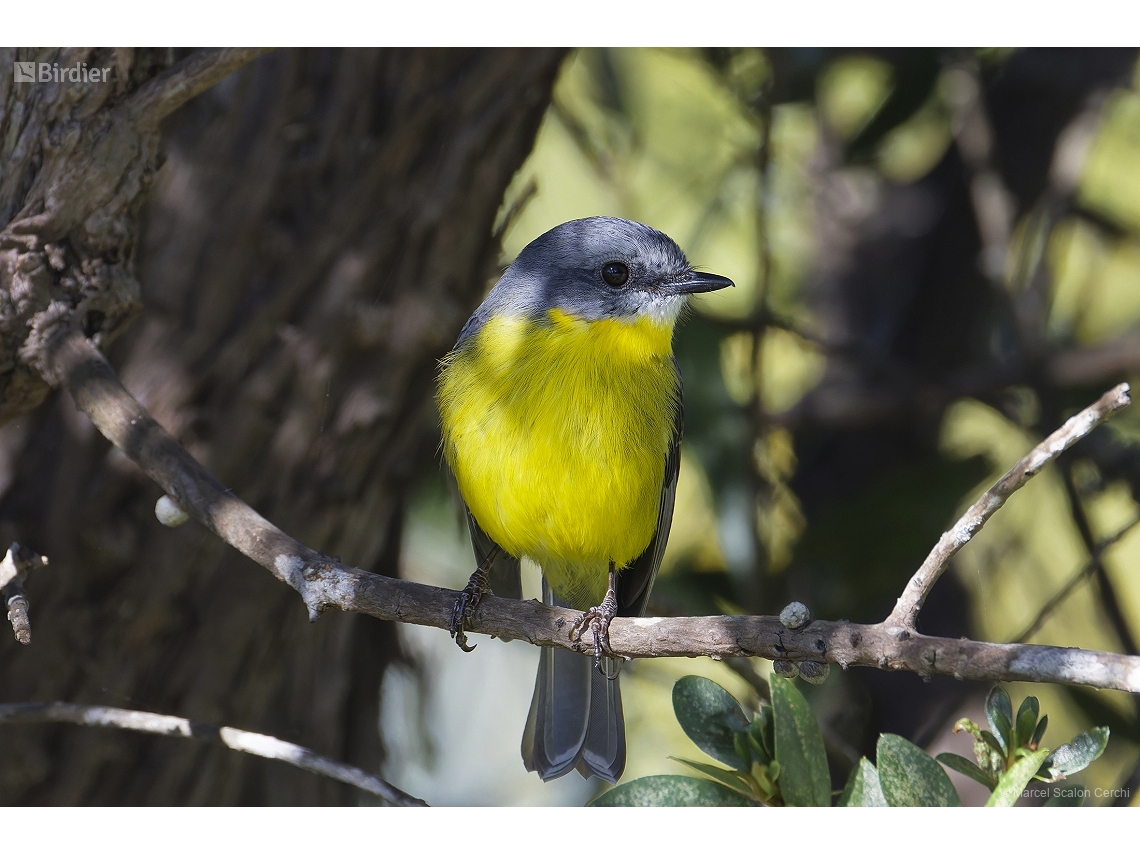 Eopsaltria australis