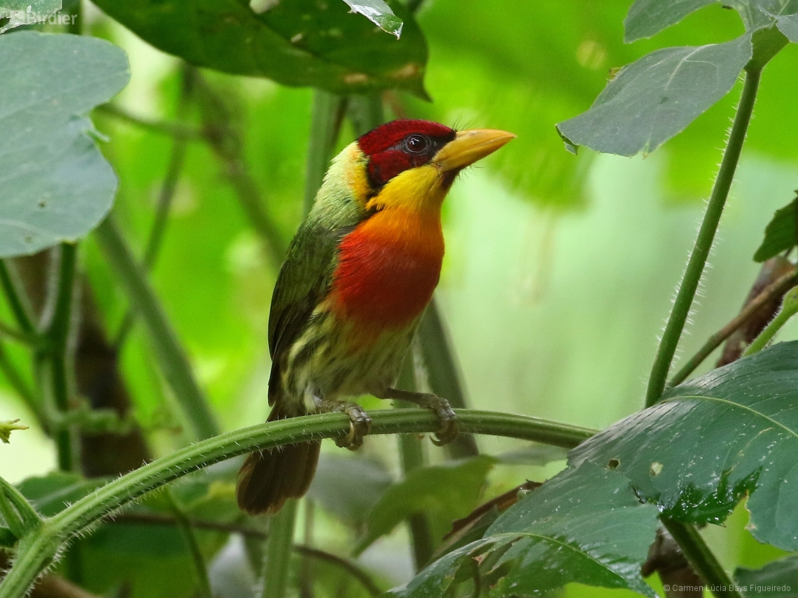 Eubucco richardsoni