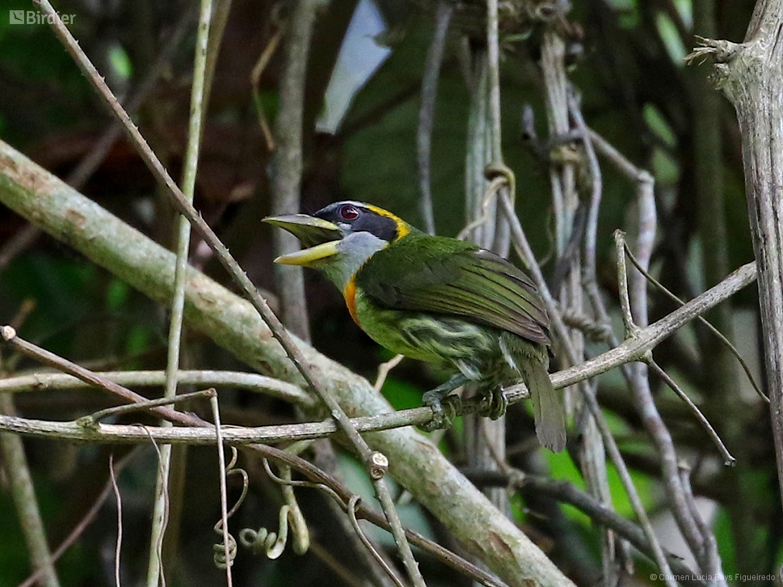 Eubucco richardsoni