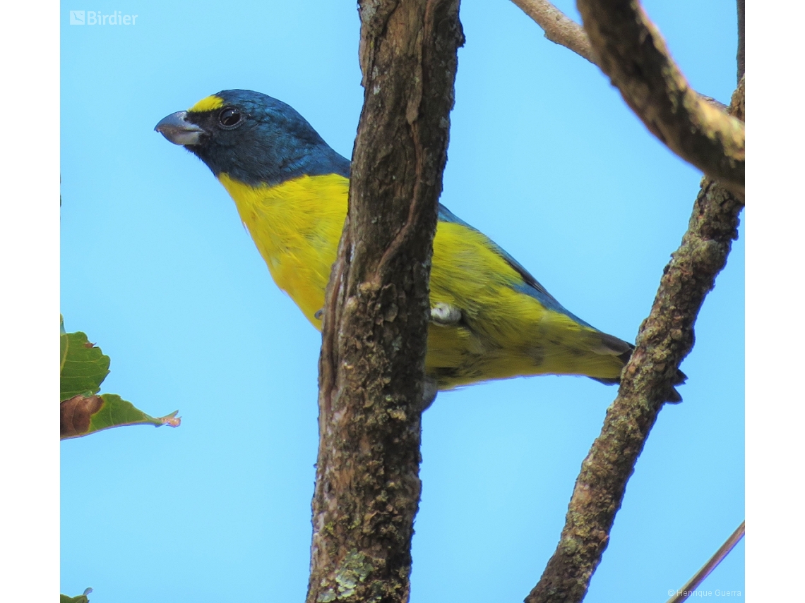 Euphonia chalybea
