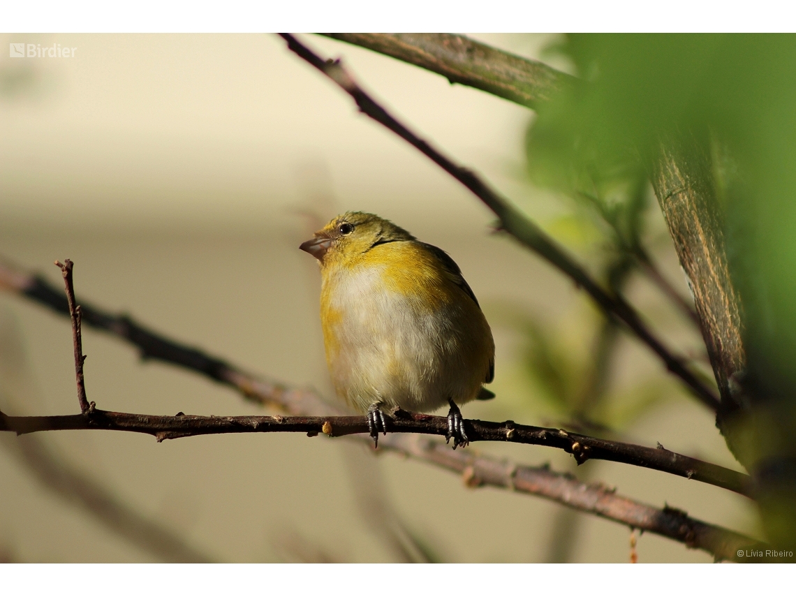 Euphonia chlorotica