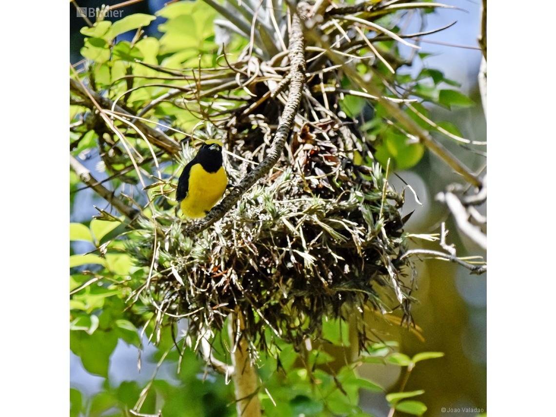 Euphonia chlorotica