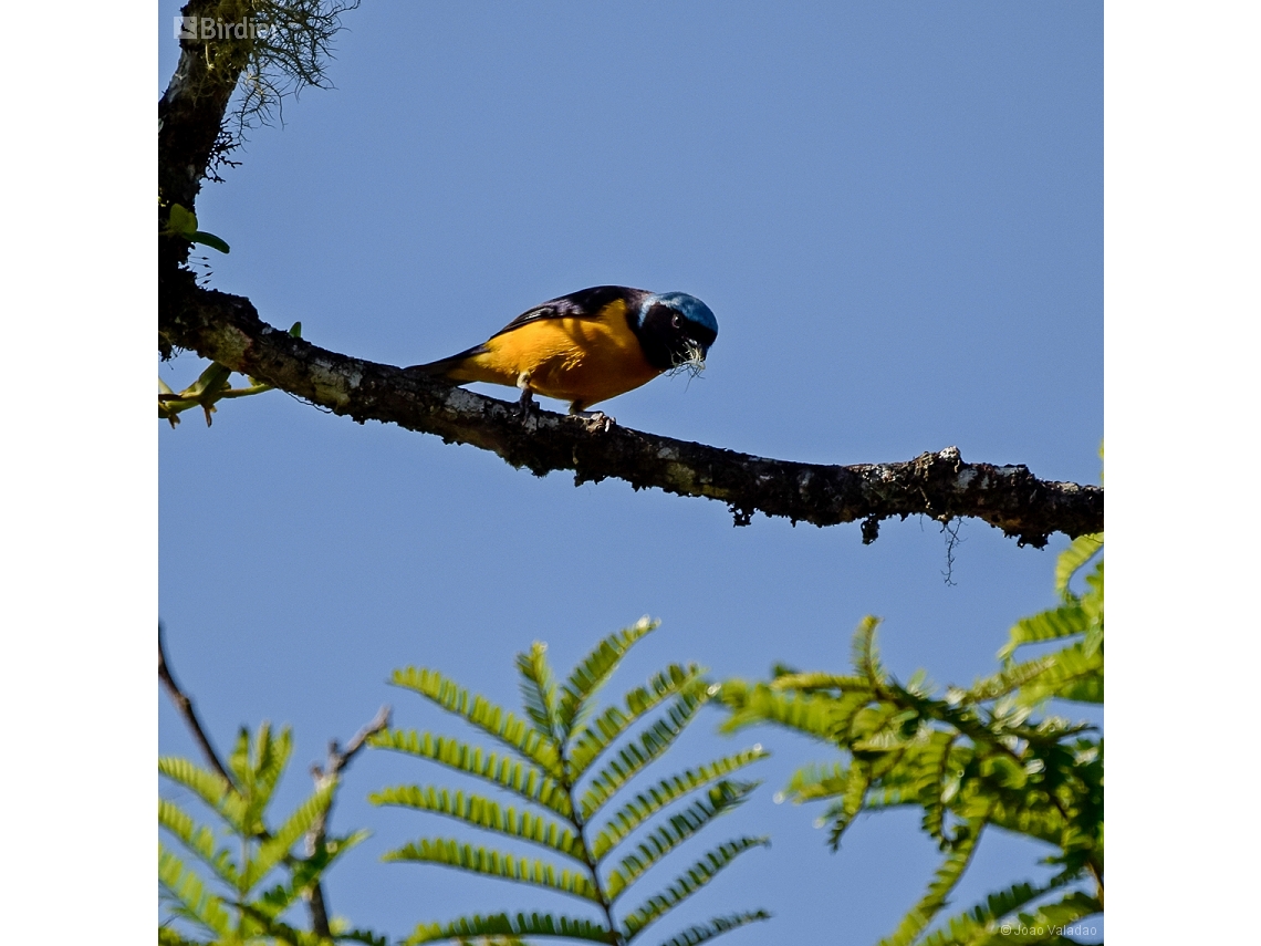 Chlorophonia cyanocephala