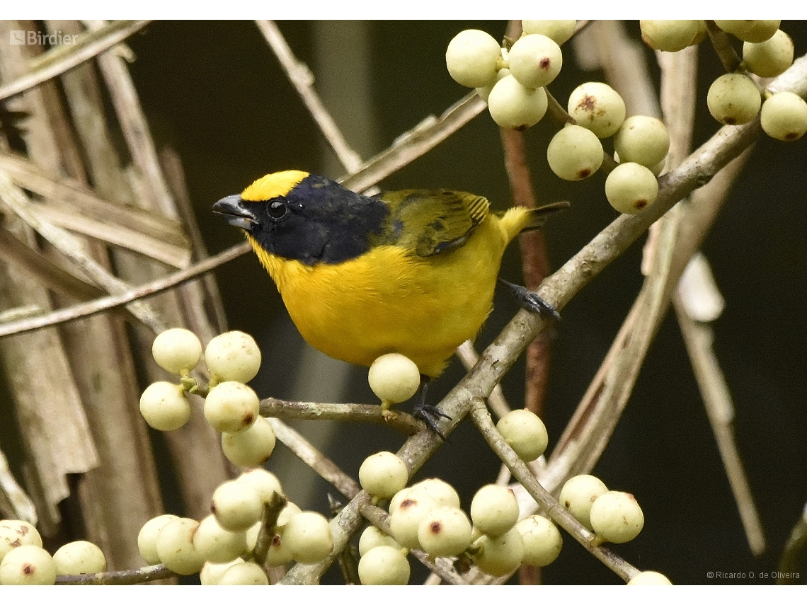Euphonia laniirostris