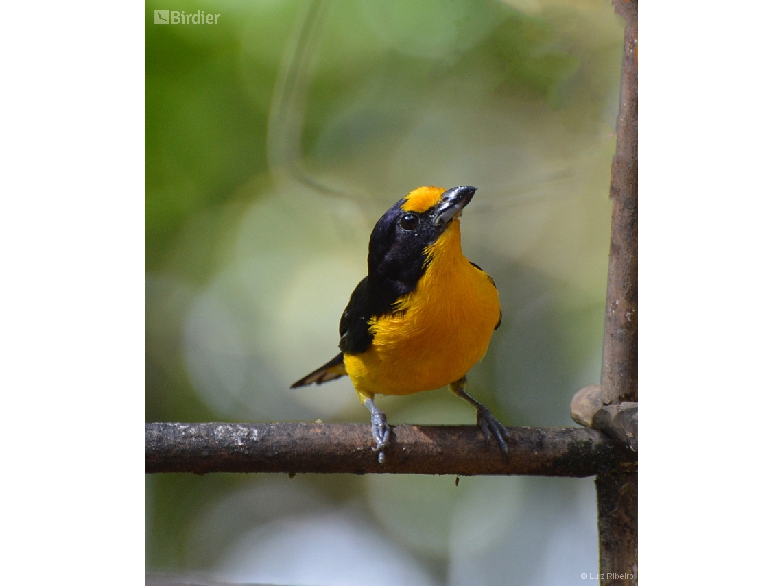 Euphonia violacea
