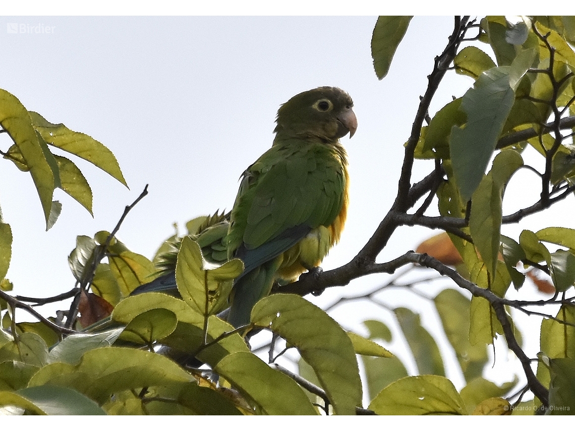 Eupsittula cactorum