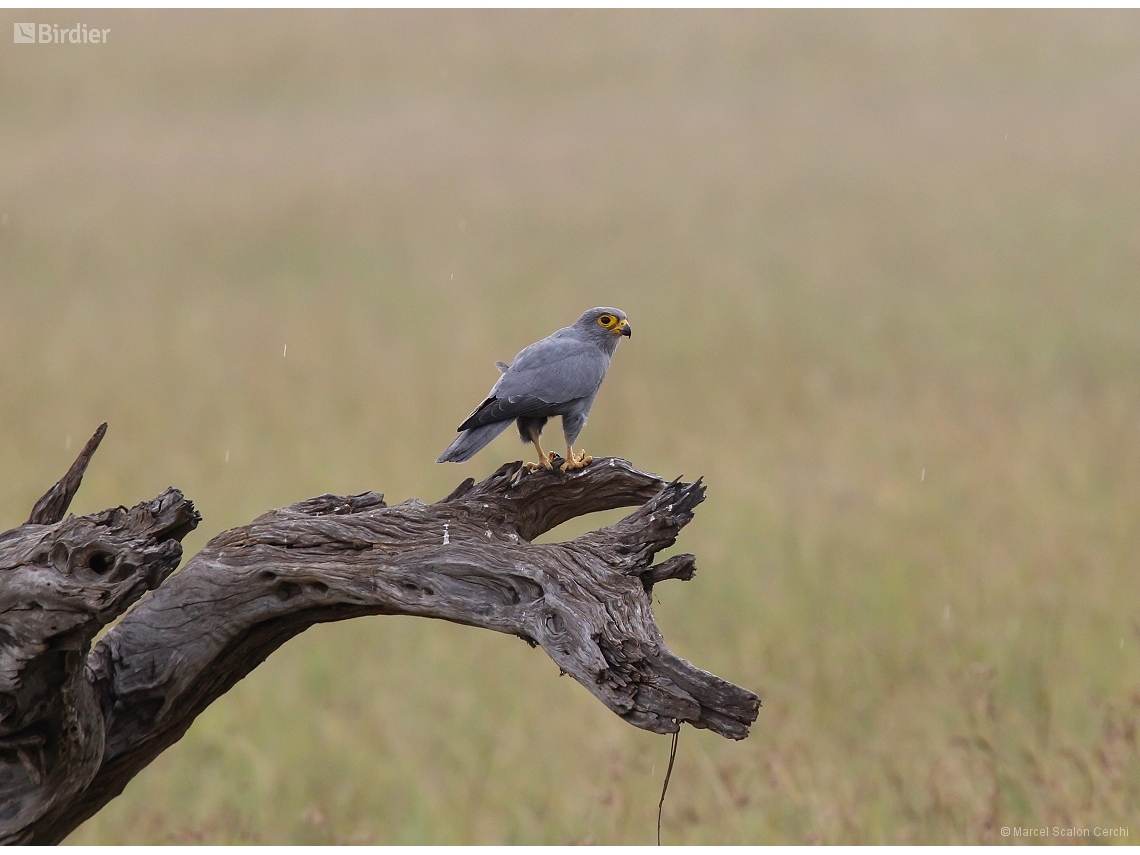 Falco ardosiaceus