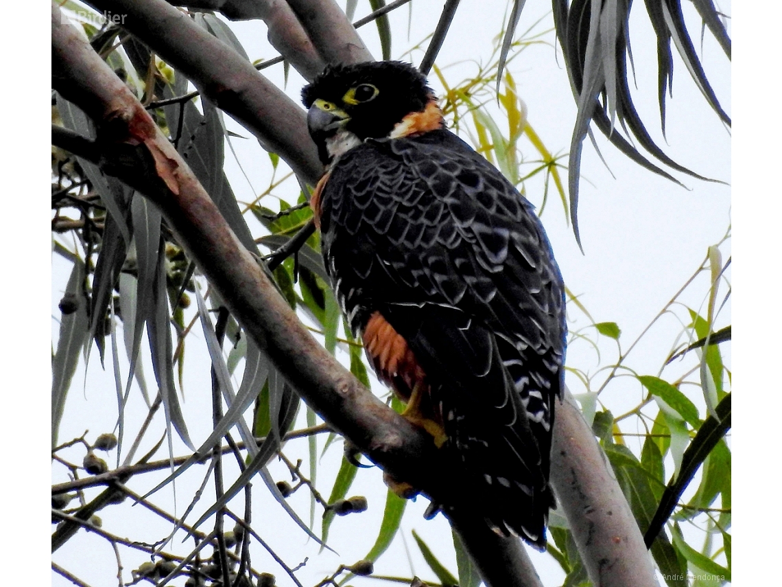 Falco deiroleucus