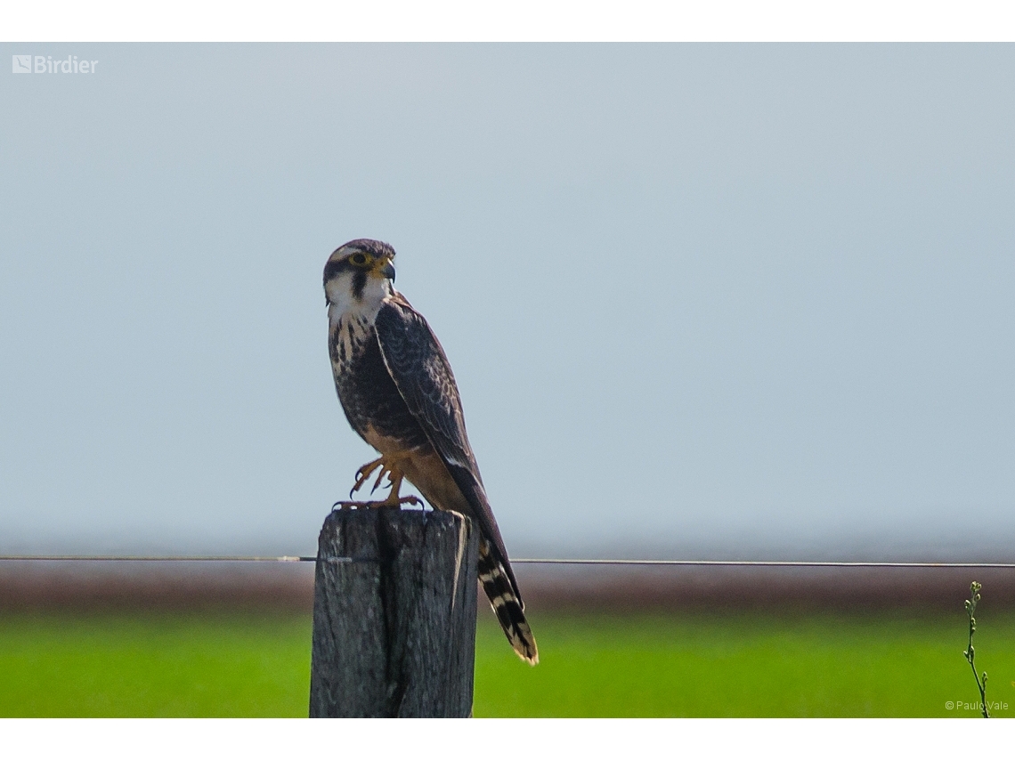 Falco femoralis