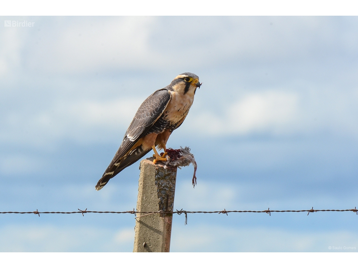 Falco femoralis