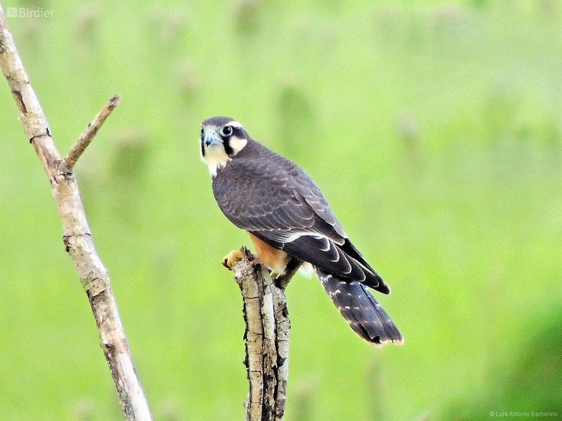 Falco femoralis