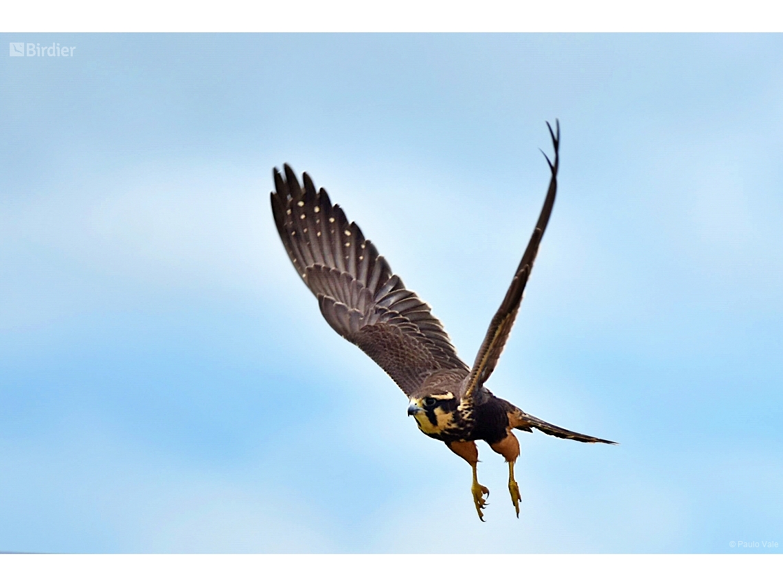 Falco femoralis