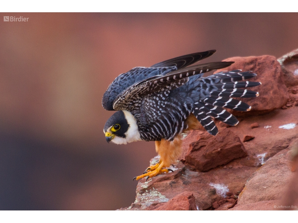 Falco rufigularis