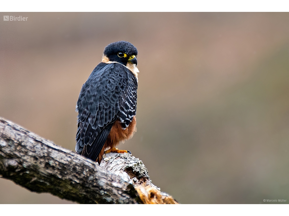 Falco rufigularis