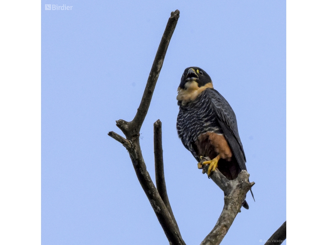 Falco rufigularis