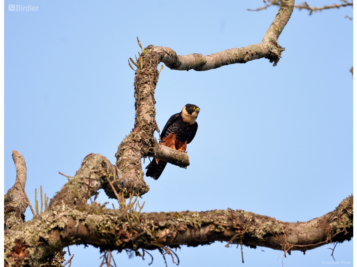 Falco rufigularis
