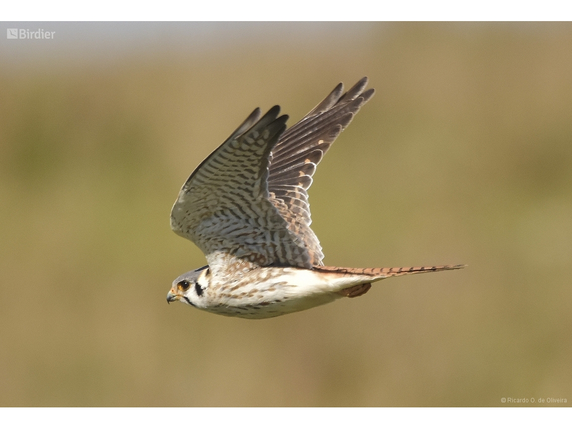 Falco sparverius