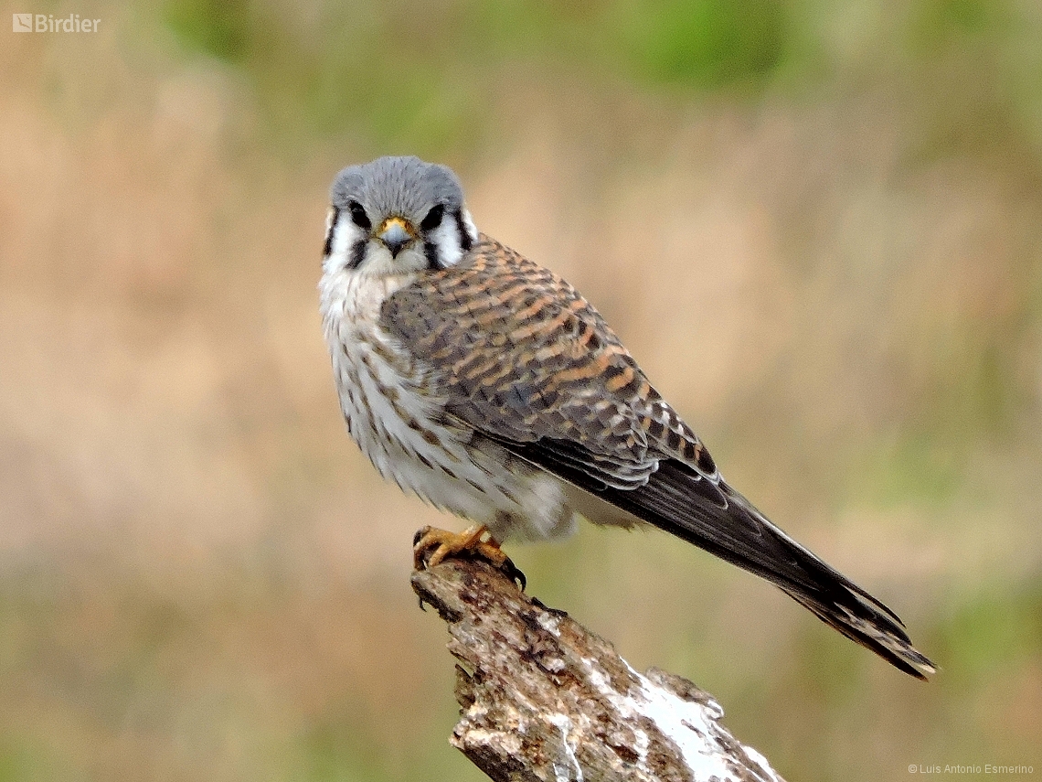 Falco sparverius