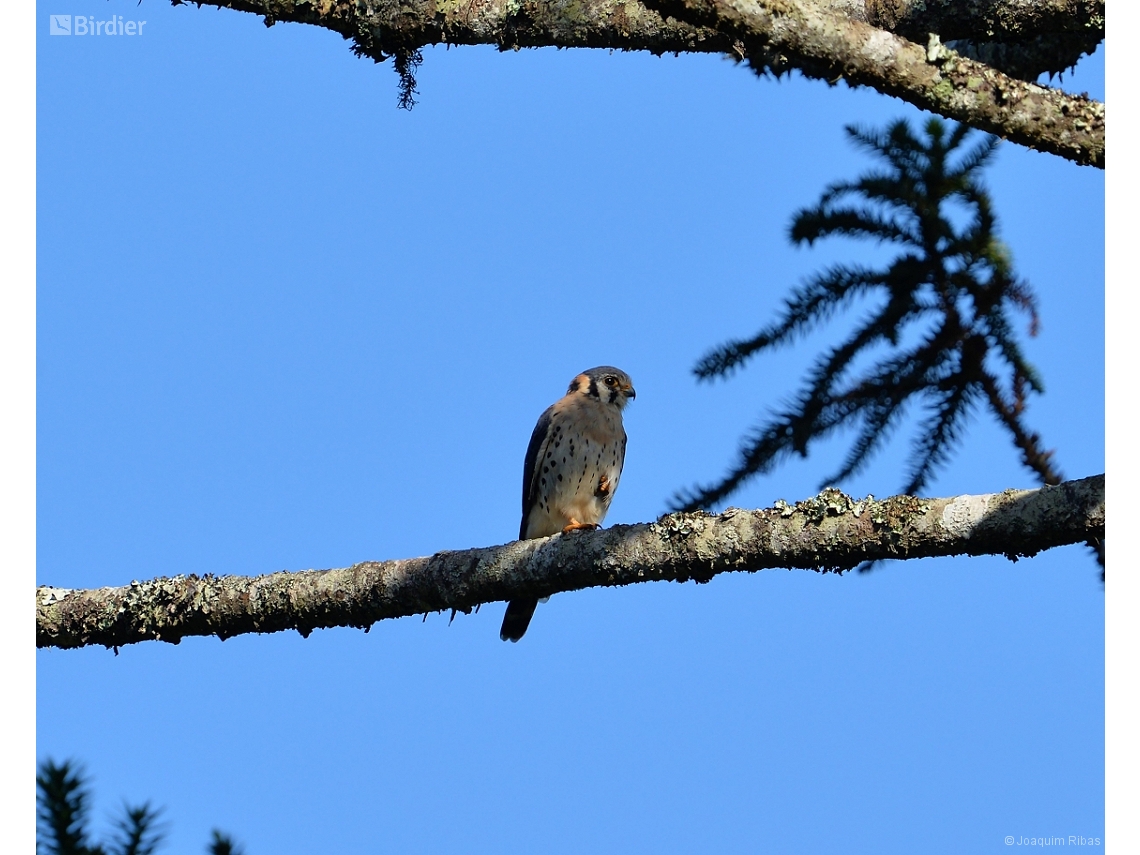 Falco sparverius