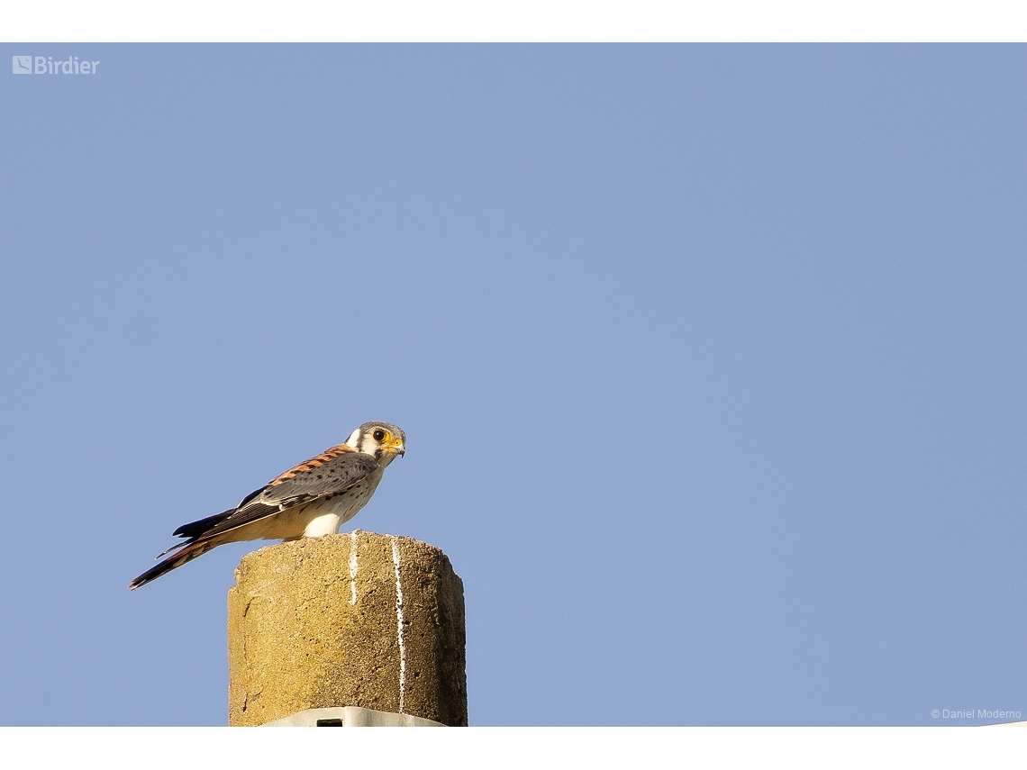 Falco sparverius
