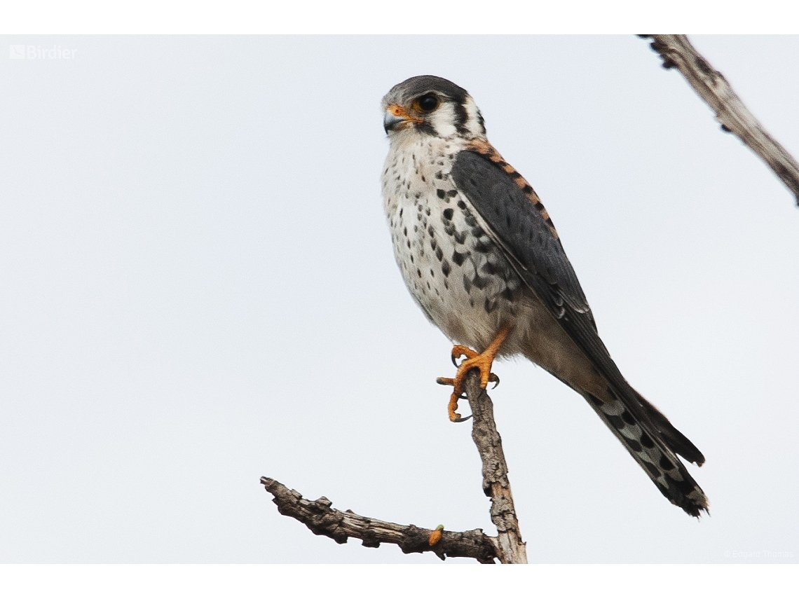 Falco sparverius