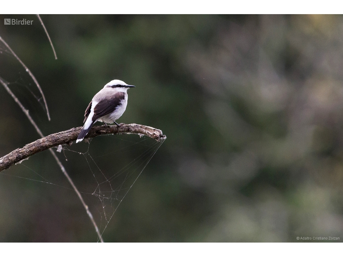 Fluvicola nengeta