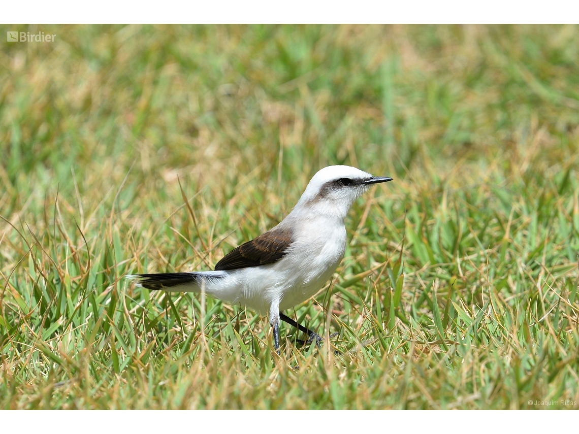 Fluvicola nengeta
