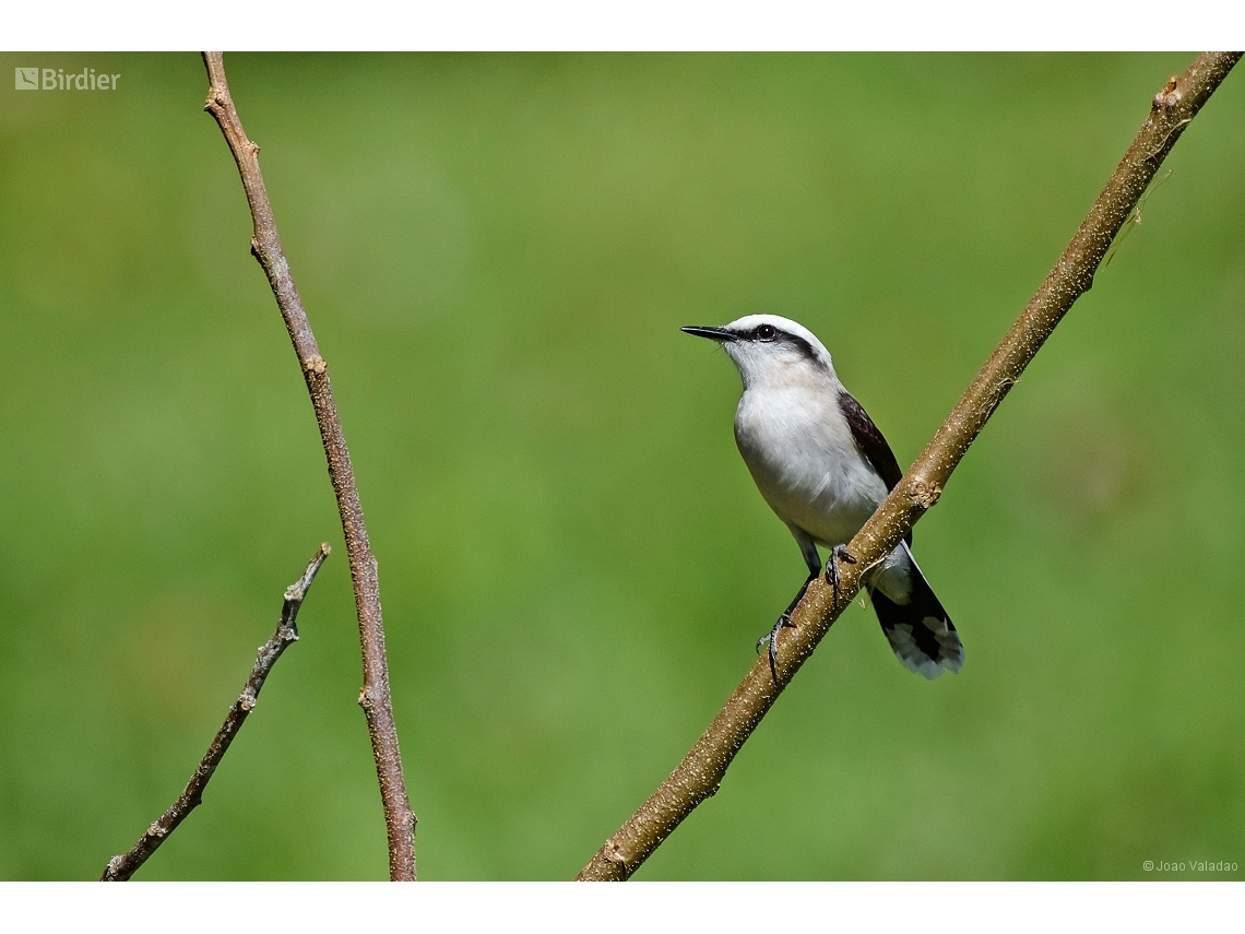 Fluvicola nengeta