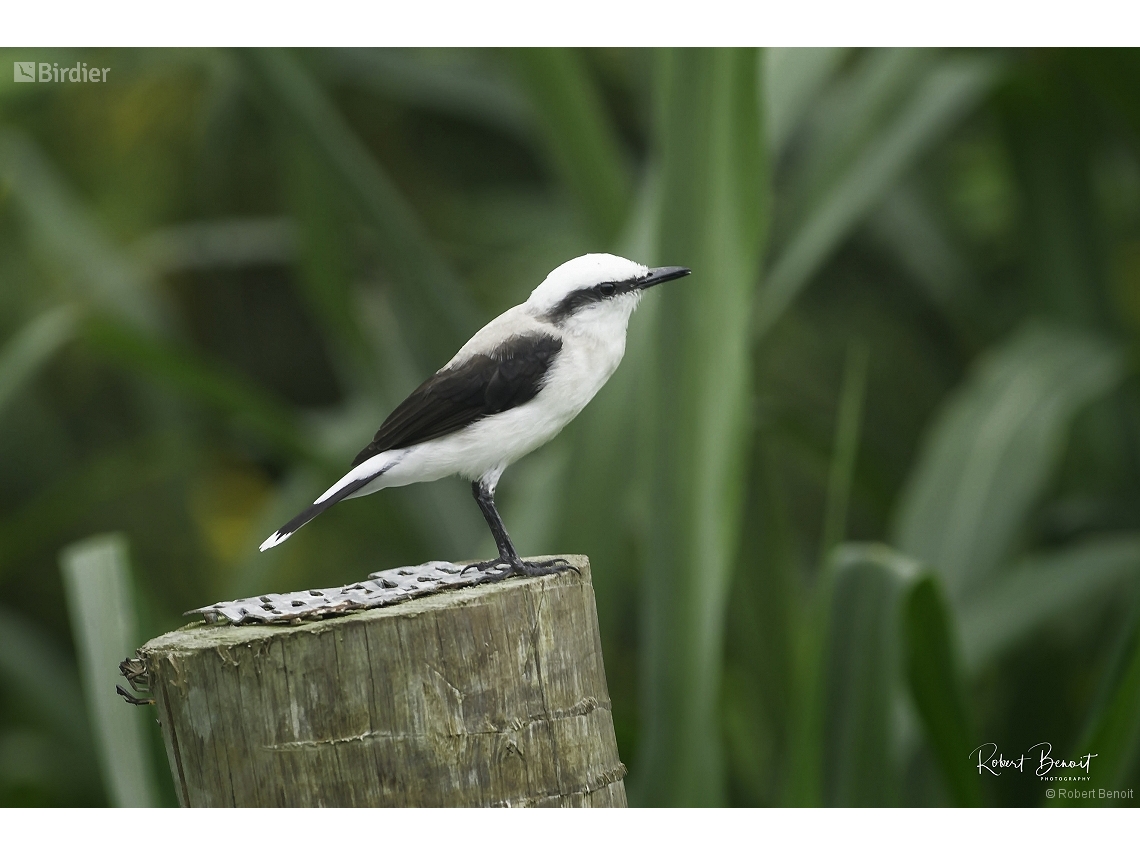 Fluvicola nengeta