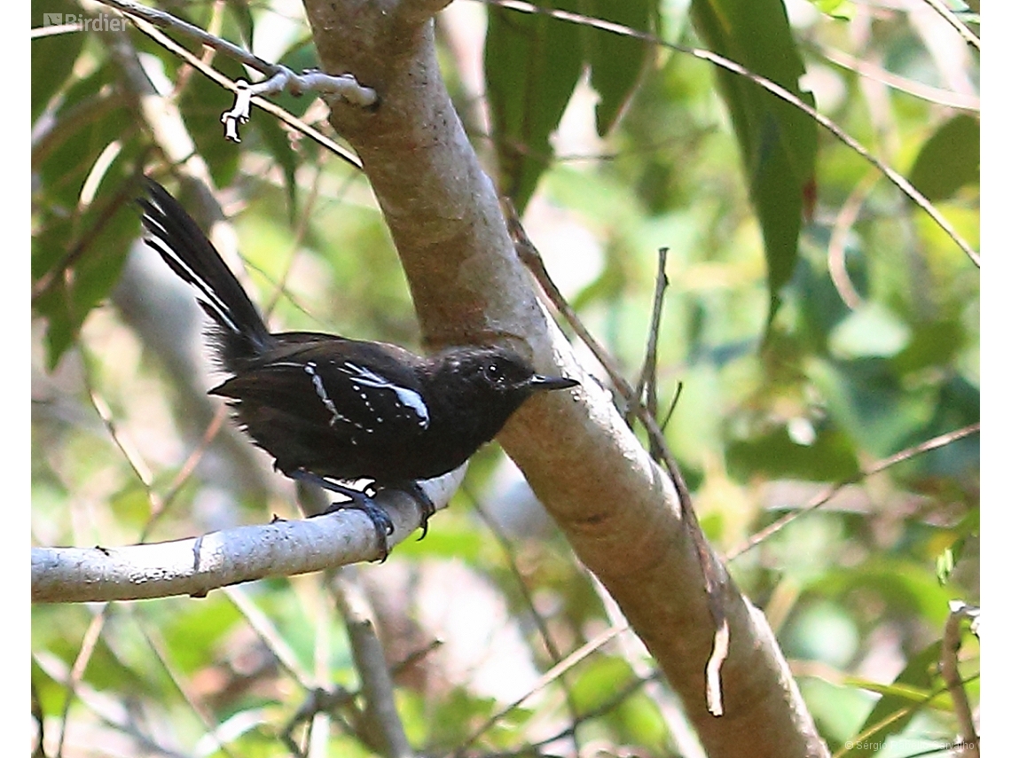 Formicivora littoralis