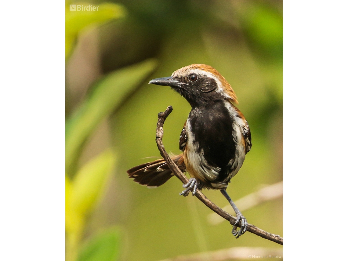 Formicivora rufa