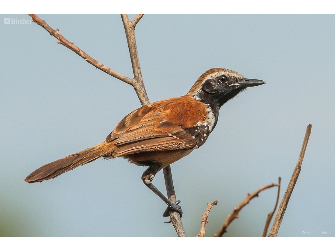 Formicivora rufa