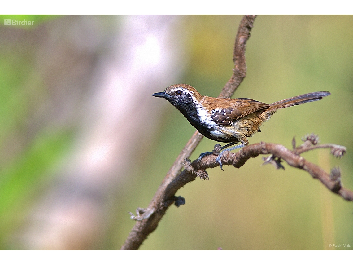 Formicivora rufa