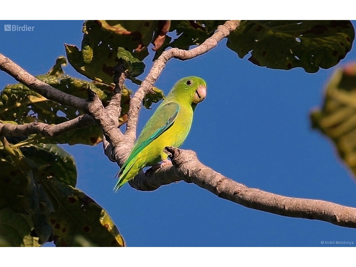Forpus passerinus