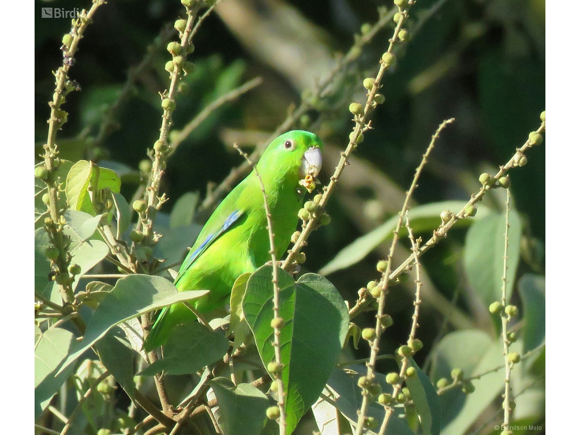 Forpus xanthopterygius