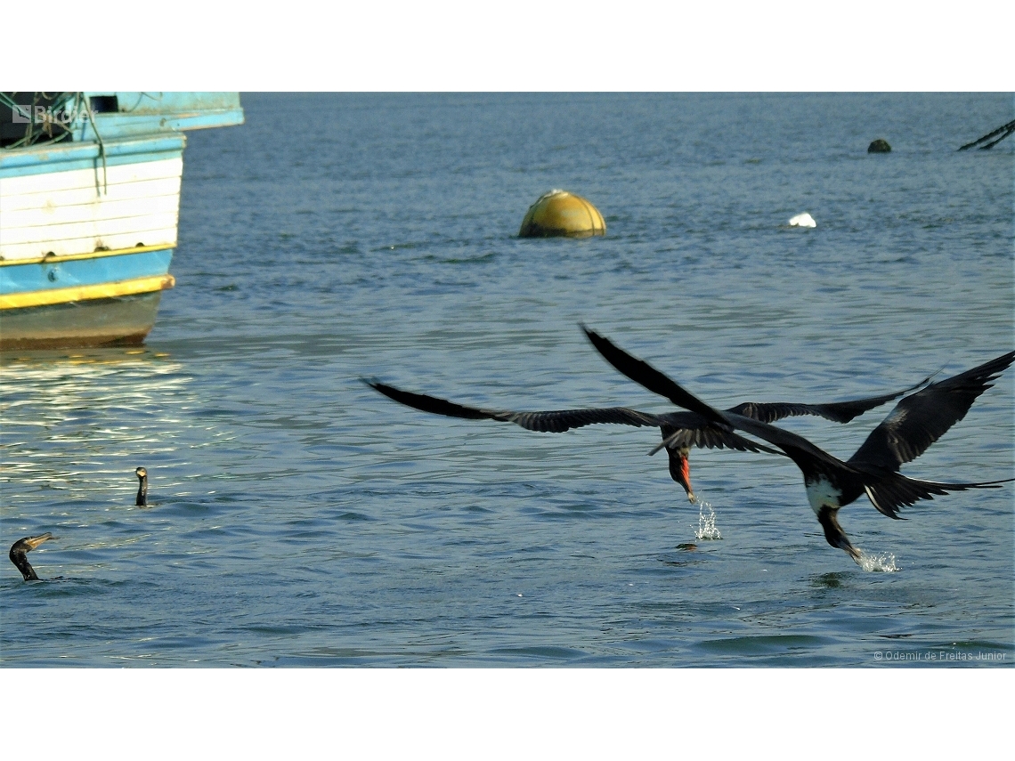 Fregata magnificens