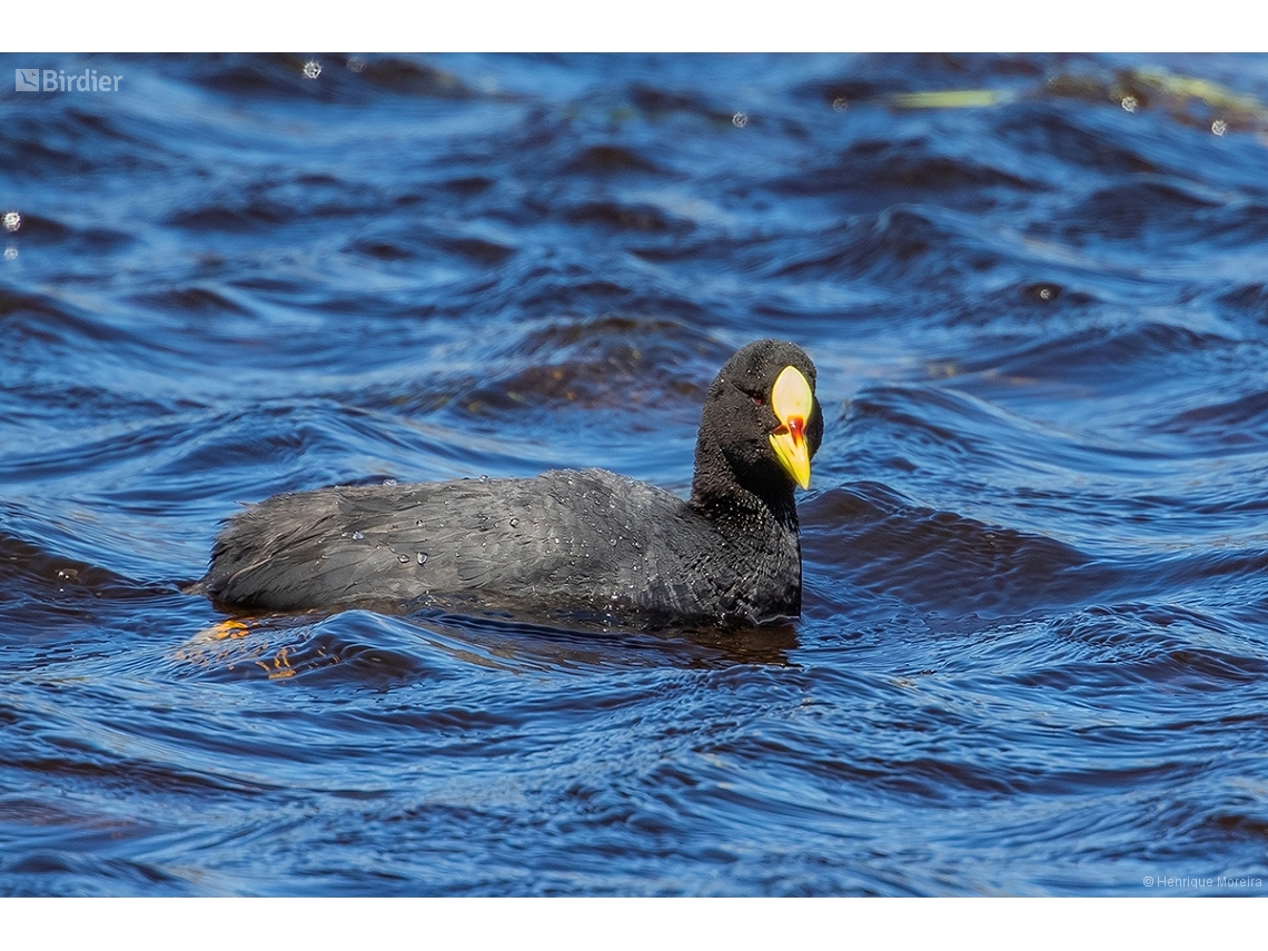 Fulica armillata