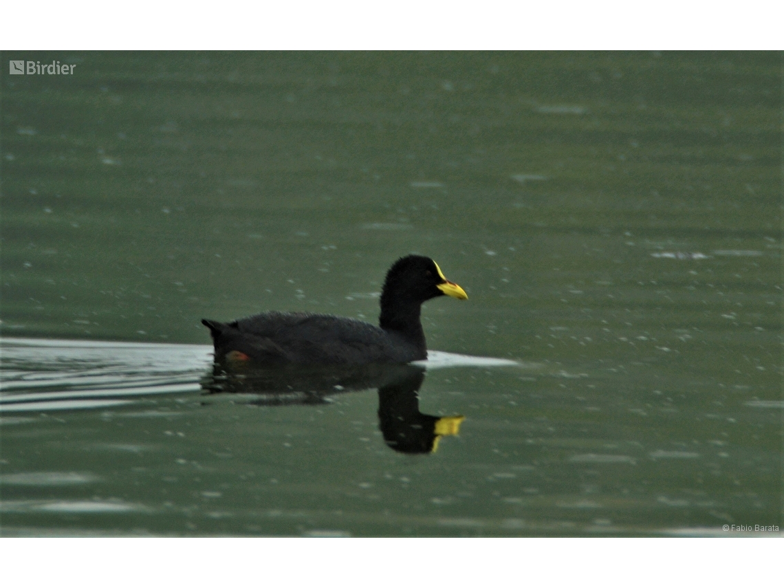 Fulica armillata