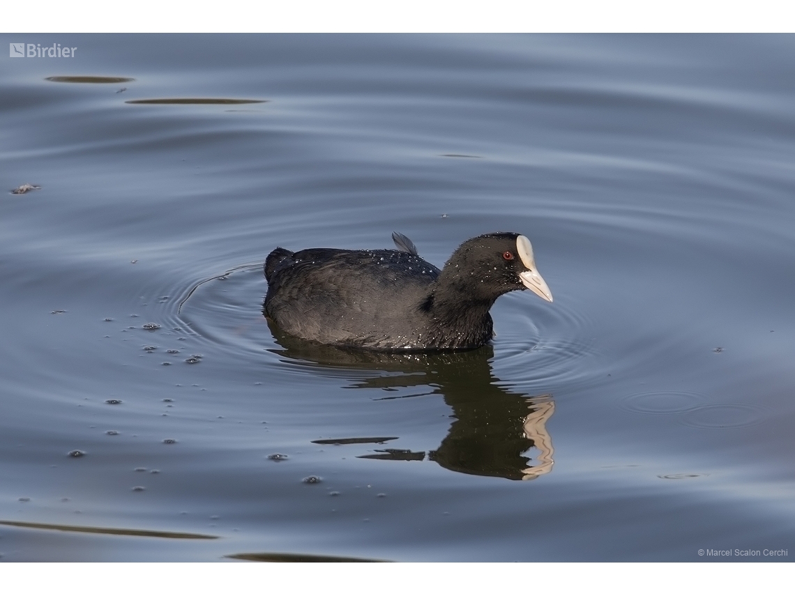 Fulica atra