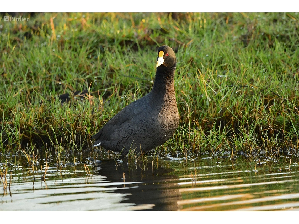 Fulica leucoptera