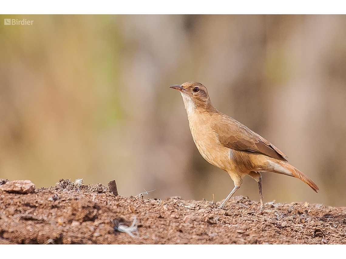 Furnarius rufus