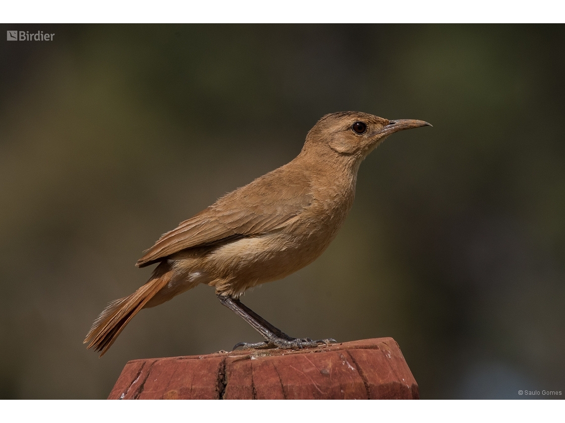 Furnarius rufus