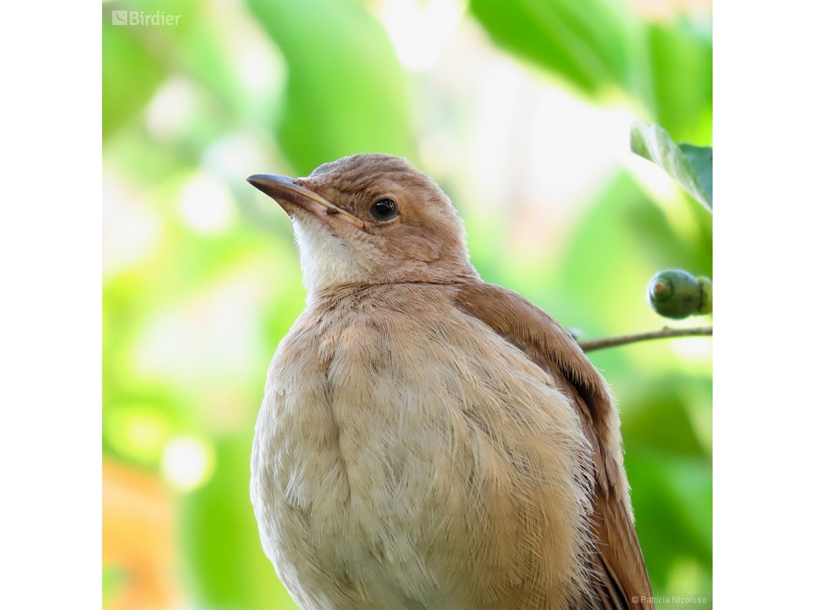 Furnarius rufus