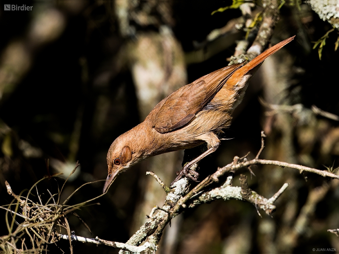 Furnarius rufus